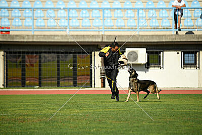 Ginger of Brave House JP