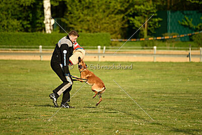 Gitano vom Haus Mecki