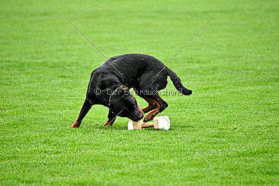 Gollum vom Tanneneck