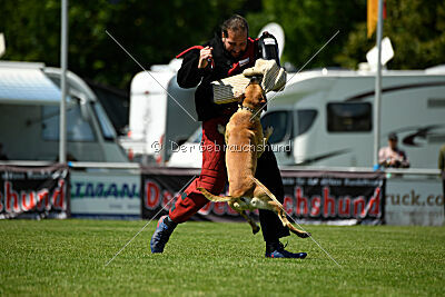 Greek vom schnellen Falken