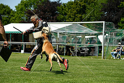 Greek vom schnellen Falken