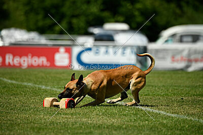 Greek vom schnellen Falken
