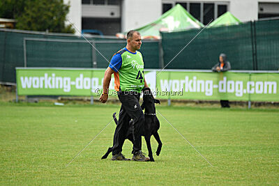 Greif vom Hatzbachtal