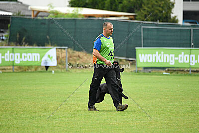 Greif vom Hatzbachtal
