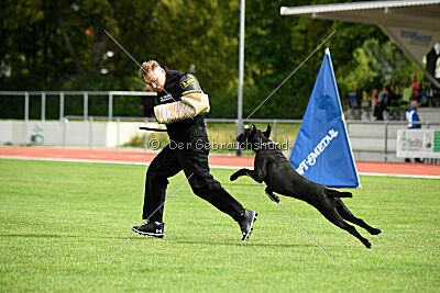 Greif vom Hatzbachtal