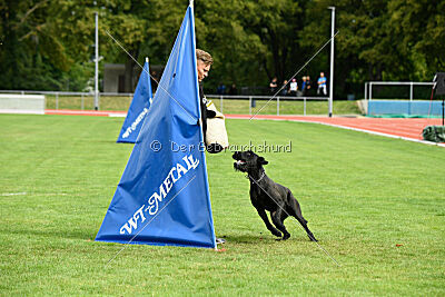 Greif vom Hatzbachtal