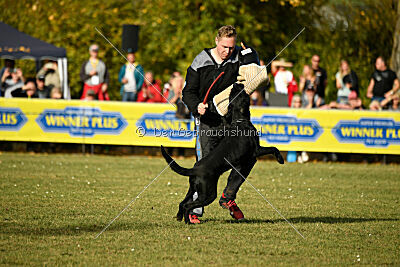Greif vom Hatzbachtal