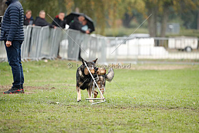 Grisu vom Wolfsdreieck