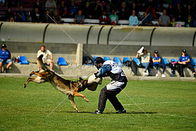 Guliat de Santa Rosa