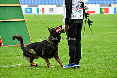 Gustl vom Haus Pixner