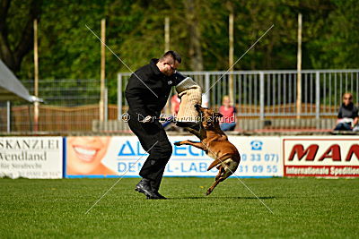 Hanni vom blauen Mistral