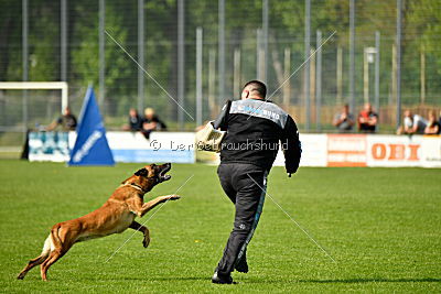 Hanni vom blauen Mistral