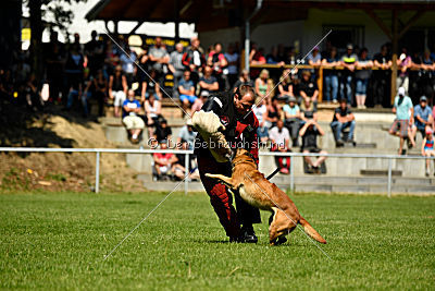 Hanni vom blauen Mistral