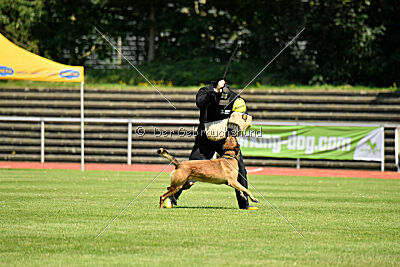 Hannibal des chiens de travail