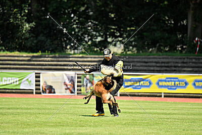 Hannibal des chiens de travail