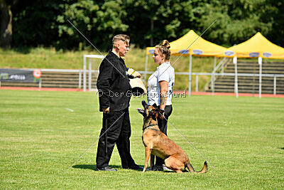 Hannibal des chiens de travail