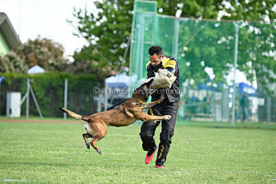 Harley Quinn Force Canina