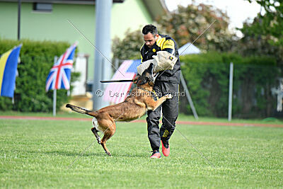 Harley Quinn Force Canina