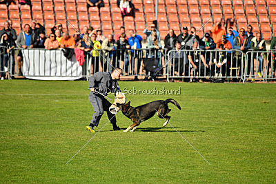 Havanero vom Leipheimer Moor