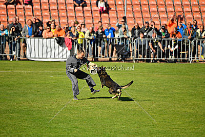 Havanero vom Leipheimer Moor