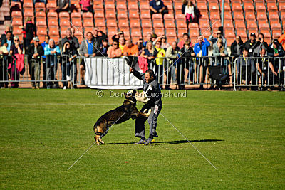Havanero vom Leipheimer Moor