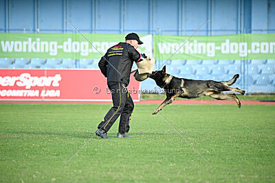 Hayco vom Haus Westland