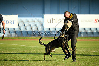 Hayco vom Haus Westland