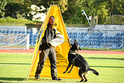 Hayco vom Haus Westland