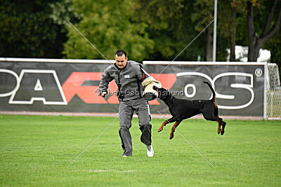 Hermanus of the Two Roses