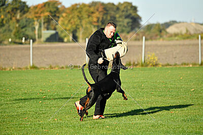 Hermanus of the two Roses