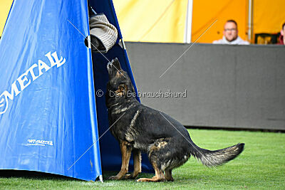 Hesselballe Hugo Junior