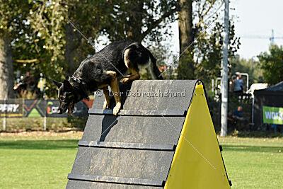 Hibiko von der Hainaer Burg