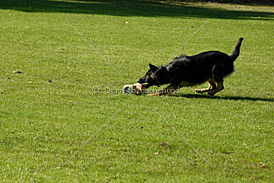 Hibiko von der Hainaer Burg