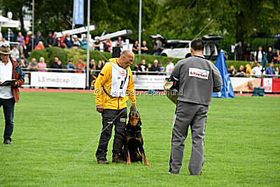 Hobbit vom Tanneneck