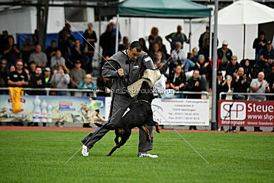 Hobbit vom Tanneneck