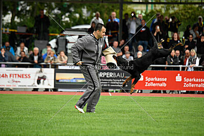 Hobbit vom Tanneneck