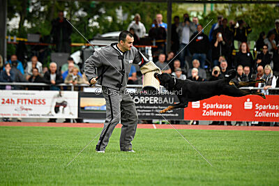 Hobbit vom Tanneneck