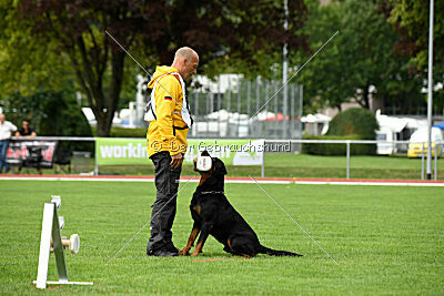 Hobbit vom Tanneneck