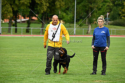 Hobbit vom Tanneneck