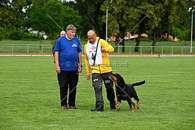 Hobbit vom Tanneneck