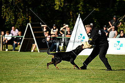 Hobbit vom Tanneneck