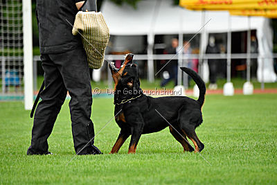 Hobbit vom Tanneneck