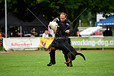 Hobbit vom Tanneneck