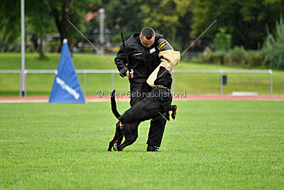 Hobbit vom Tanneneck