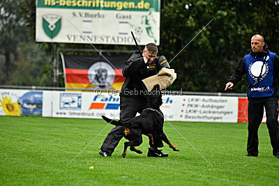 Hobbit vom Tanneneck