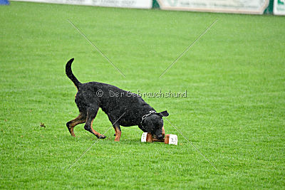 Hobbit vom Tanneneck