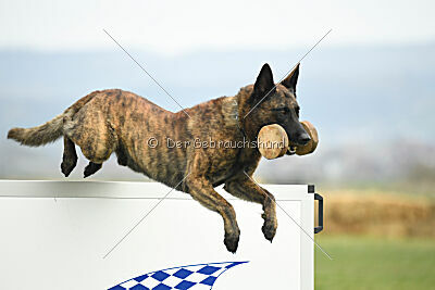 Holland Rasco van Le Dobry