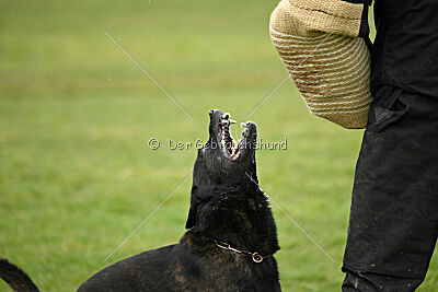 Holland Vato Loco van le Dobry