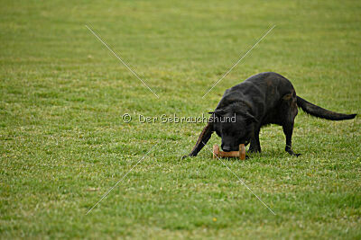 Holland Vato Loco van le Dobry