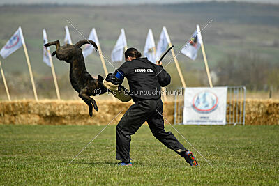Holland Vayen van Le Dobry